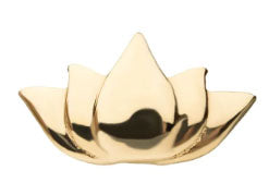 IN tl yg plain lotus